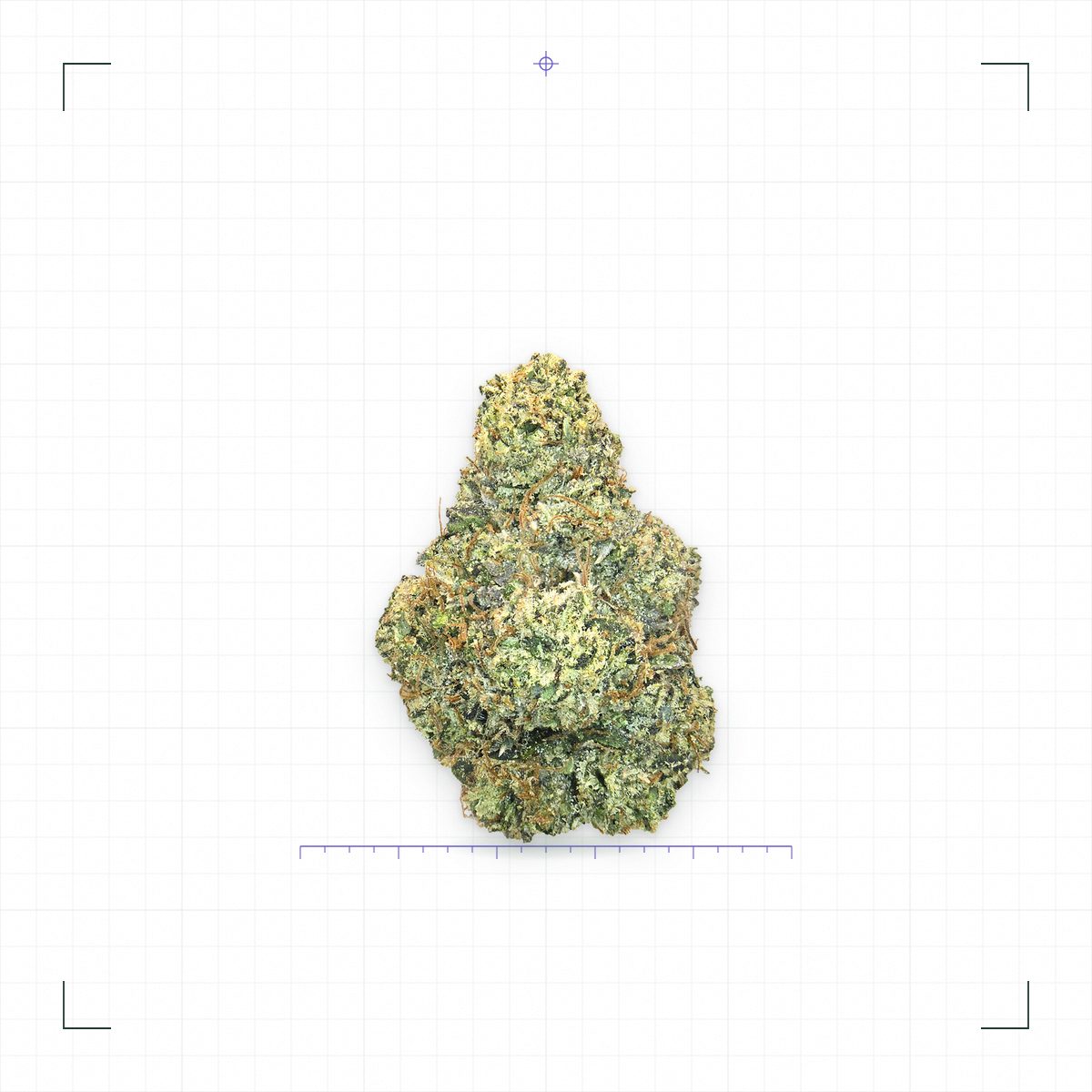Platinum O.G. Top Shelf cannabis flower bud on a white survey sheet