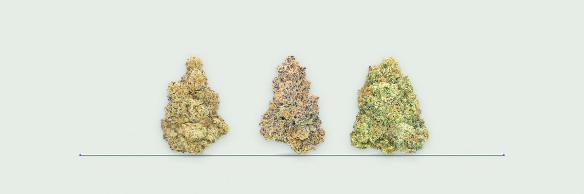 Sour Chem, Purple Tangie and Original OG cannabis flower buds on a soft green mist