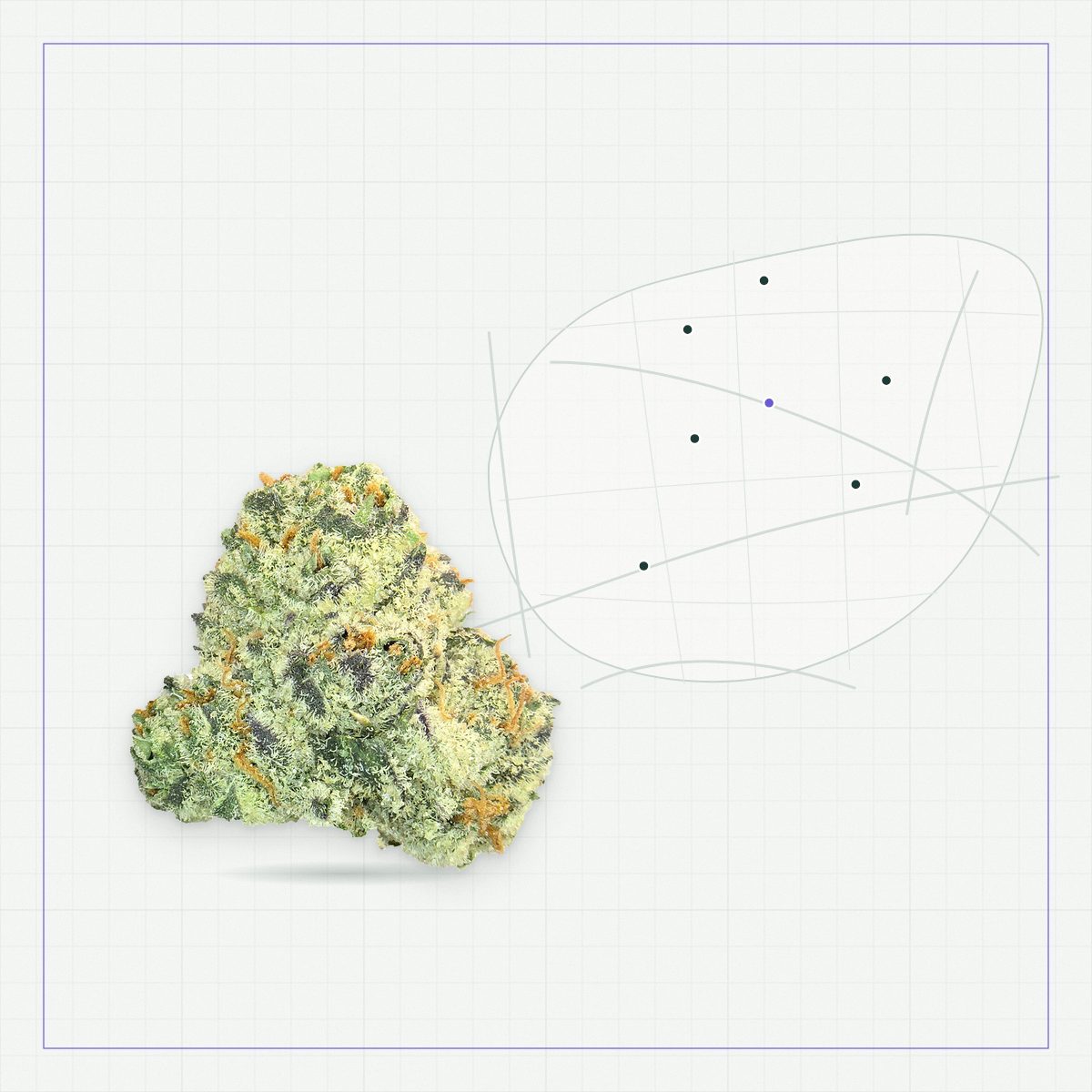 White Widow Exotic cannabis flower bud on a survey grid beside the Irvine village plan