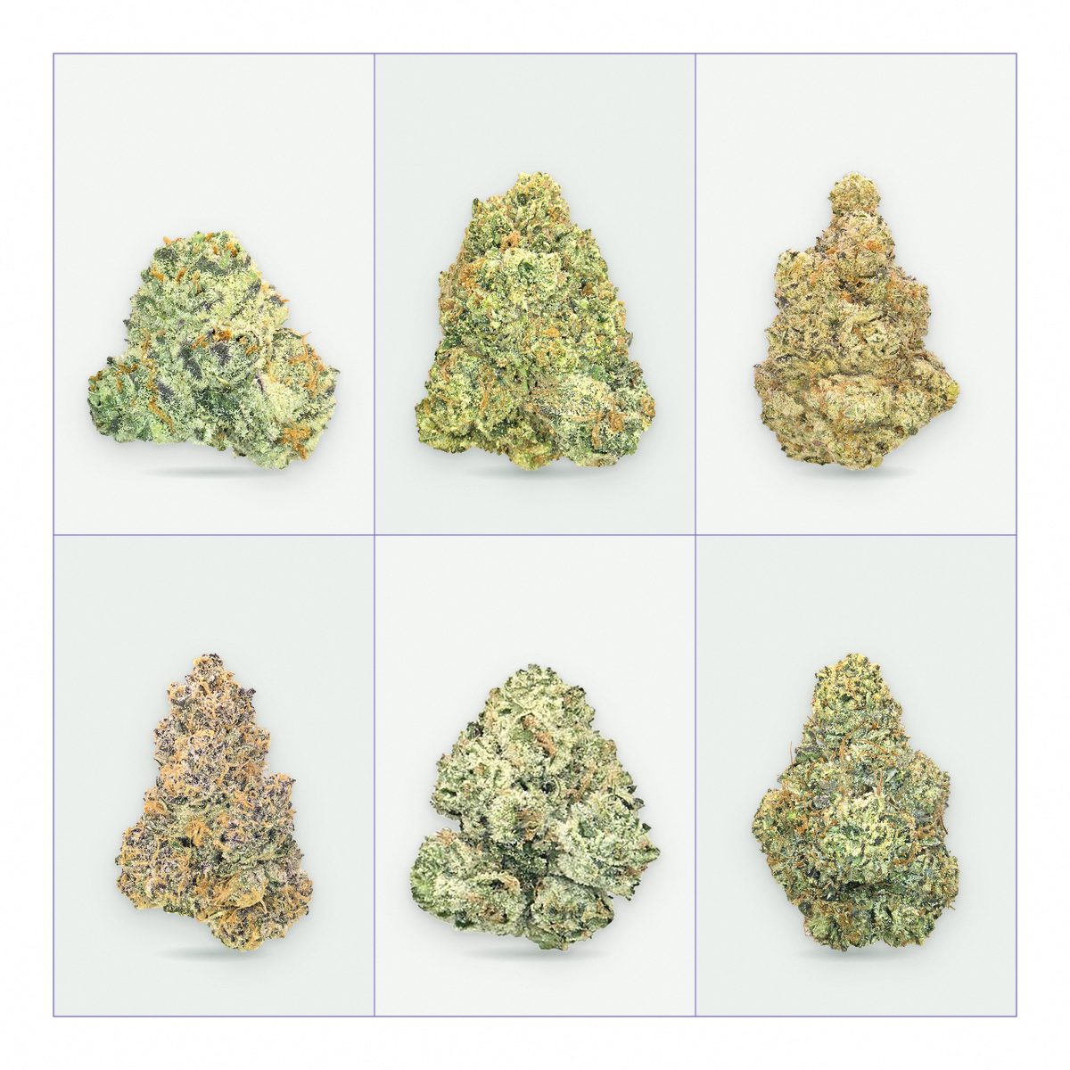 White Widow, Original OG, Sour Chem, Purple Tangie, Super Silver Haze and Platinum O.G. cannabis flower in a six-drawer specimen cabinet